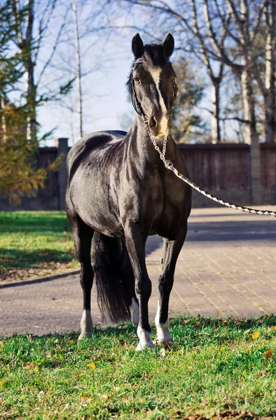 Belle Jument Poney Gallois Noir — Photo