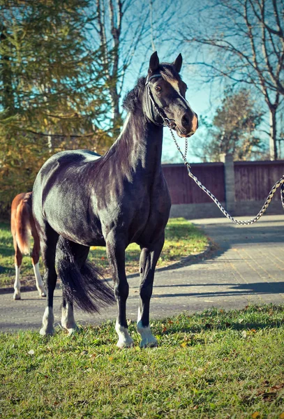 Belle Jument Poney Gallois Noir — Photo