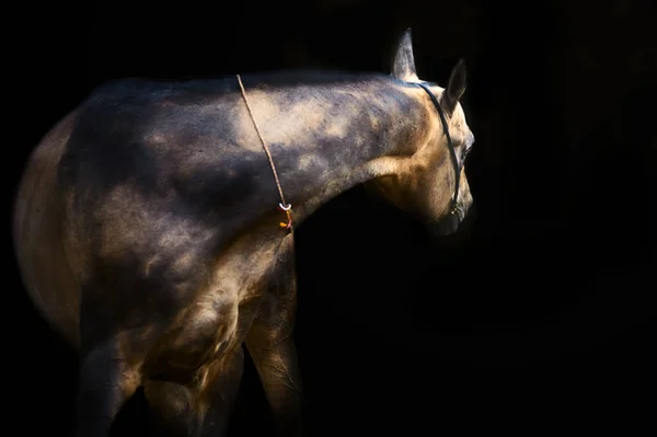 Porträtt Renrasiga Akhalteke Hingst Svart Bakgrund — Stockfoto