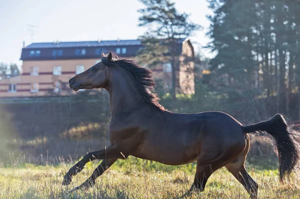 running dark bay sportive welsh pony stallion at freedom