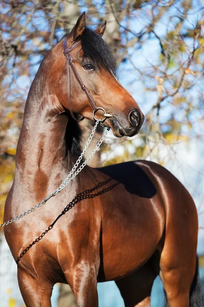 Portrait Dark Bay Sportive Welsh Pony Stallion — Stock Photo, Image