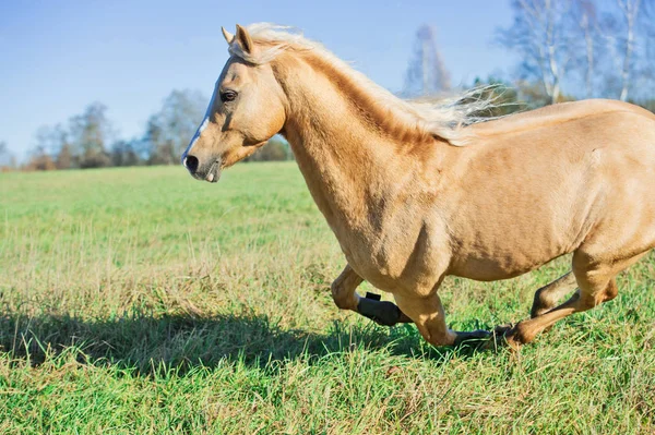 Running Palomino Welsh Pony Long Mane Posing Freedom — Stock Photo, Image