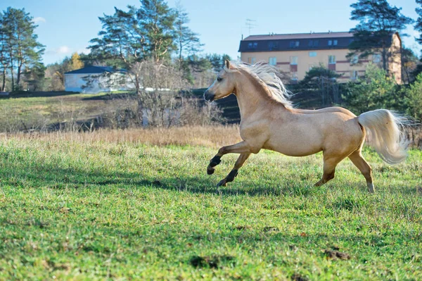 Uitvoeren Van Palomino Welsh Pony Met Lange Manen Poseren Vrijheid — Stockfoto