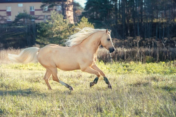 Kör Palomino Welsh Ponny Med Långa Manen Poserar Frihet — Stockfoto