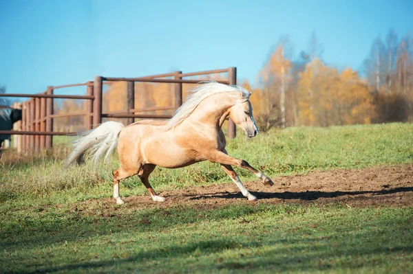 Running Palomino Welsh Pony Long Mane Posing Freedom — Stock Photo, Image