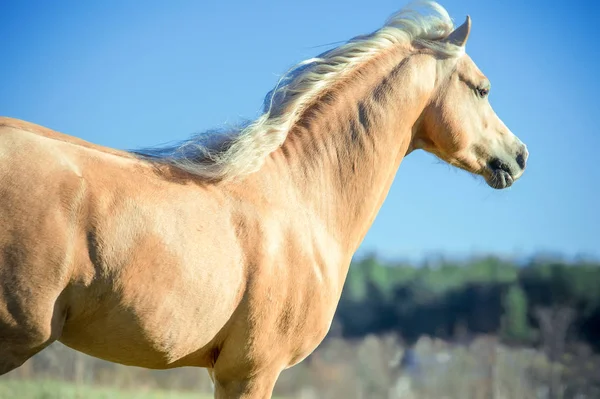 Uitvoeren Van Palomino Welsh Pony Met Lange Manen Poseren Vrijheid — Stockfoto