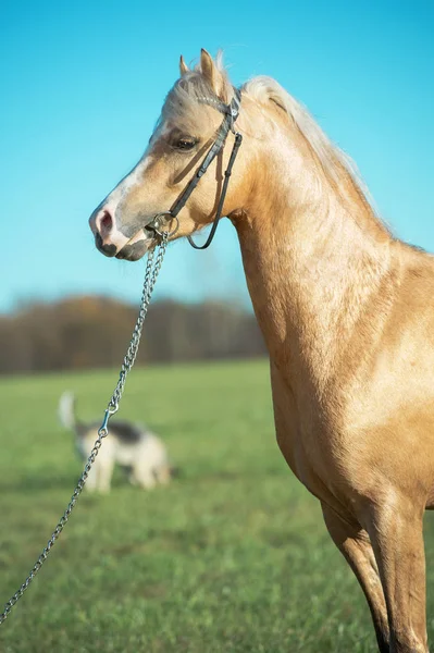 Retrato Hermoso Pony Galés Palomino —  Fotos de Stock