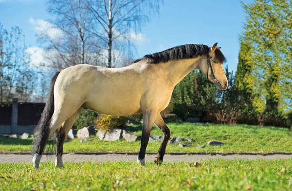 Exterior Pônei Galês Claro Buckskin — Fotografia de Stock