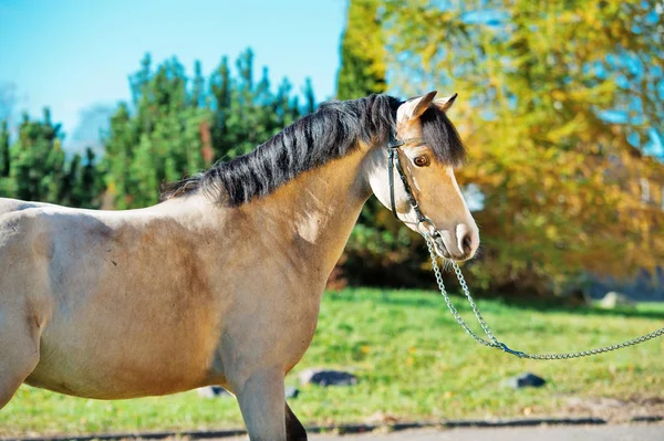 Portret Van Schrikken Licht Valk Welsh Pony — Stockfoto