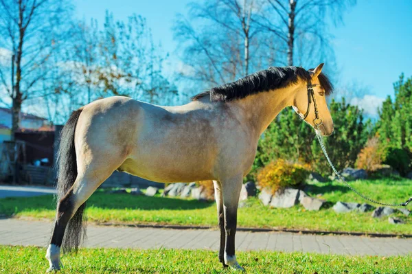 Exterior Luz Buckskin Pony Galés —  Fotos de Stock