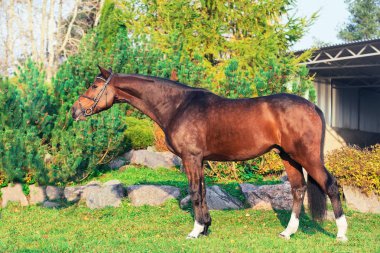 dış güzel yerde poz sportif warmblood at