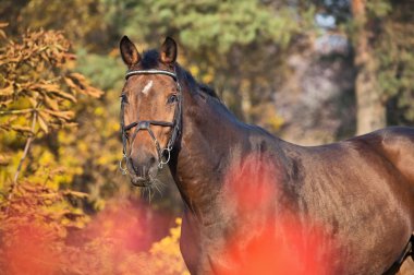 çam ağaçları arka plan, sportif warmblood at portresi