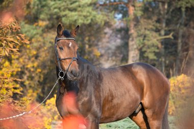 sonbahar arka plan, sportif warmblood at portresi