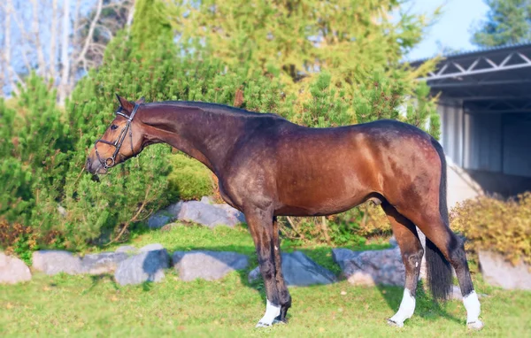 Vnější Sportovní Warmblood Koně Pózuje Pěkné Místo — Stock fotografie