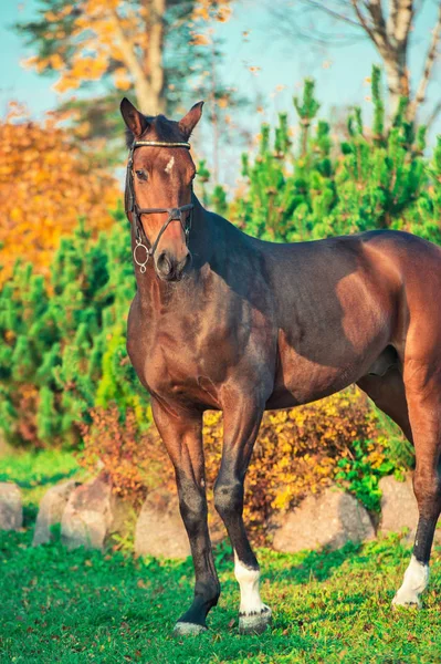 Cavalo Sangue Quente Esportivo Posando Contra Pinheiros — Fotografia de Stock