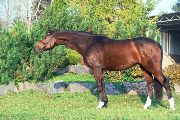 Exterior Deportivo Caballo Sangre Caliente Posando Buen Lugar — Foto de Stock