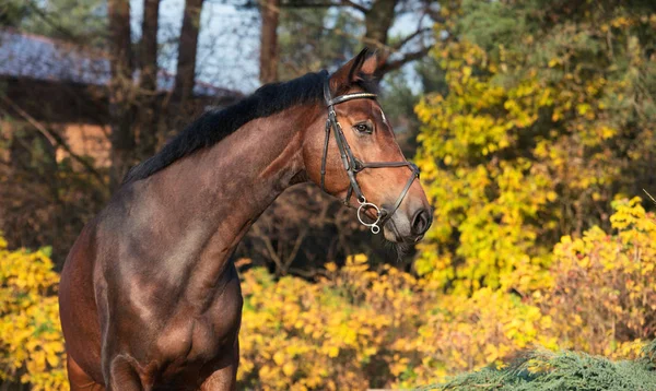 Porträtt Sportiga Varmblod Häst Poserar Mot Stabil — Stockfoto