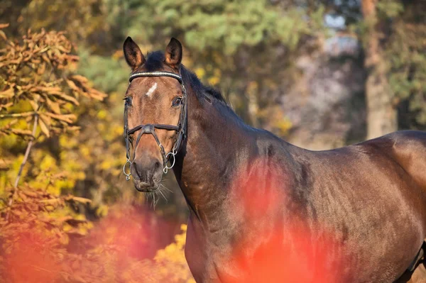 Retrato Cavalo Sangue Quente Esportivo Fundo Pinheiros — Fotografia de Stock