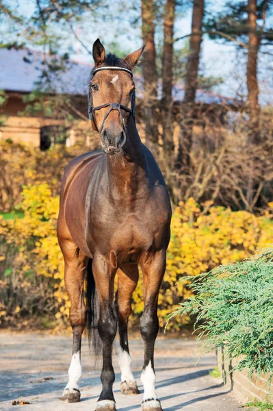 Cavalo Sangue Quente Esportivo Posando Contra Estável — Fotografia de Stock