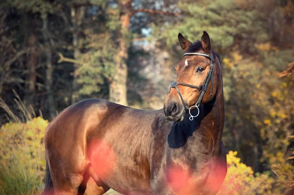 Portrait Sportive Warmblood Horse Pine Trees Background — Stock Photo, Image