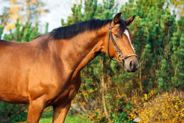 Retrato Esportivo Cavalo Sangue Quente Posando Contra Estável — Fotografia de Stock