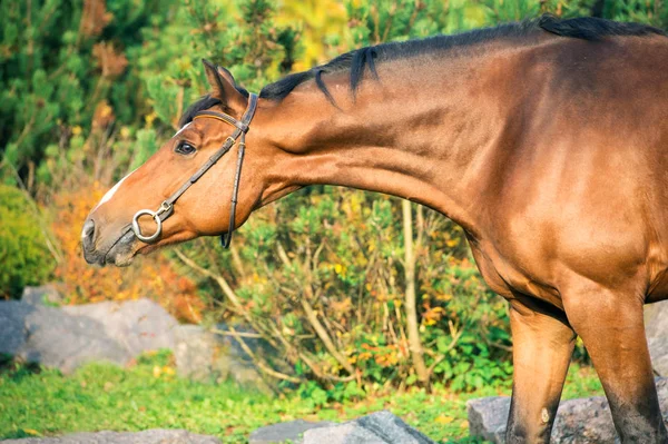 Porträtt Sportiga Varmblod Häst Poserar Mot Stabil — Stockfoto