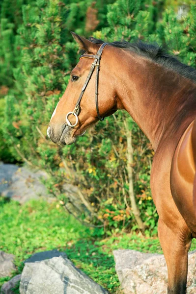 Портрет Спортивного Військового Коня Позує Стабільну — стокове фото