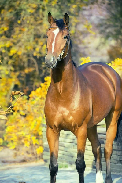 Portrét Sportive Warmblood Kůň Vystupují Proti Žluté Listy — Stock fotografie