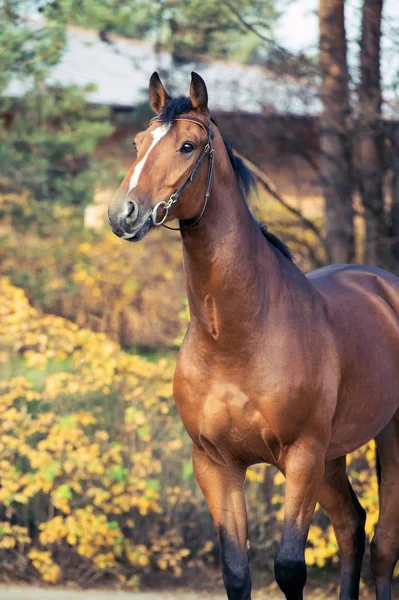 Retrato Esportivo Cavalo Sangue Quente Posando Contra Estável — Fotografia de Stock