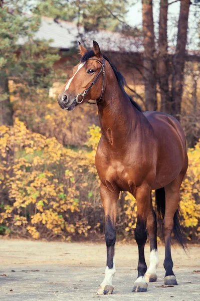 Lepilemur Warmbloed Paard Poseren Tegen Testing — Stockfoto