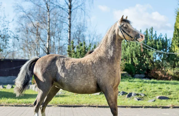 Beautiful Buckskin Welsh Pony Posing Nice Place — Stock Photo, Image