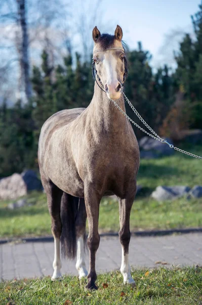 Mooie Valk Welsh Pony Poseren Mooie Plek — Stockfoto