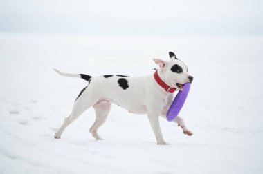 Beyaz köpek oyuncak donmuş Körfez çalıştırıyor. Kış