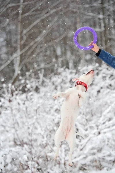 Staffordshire Terrier Bianco Giocare Con Proprietario Inverno — Foto Stock