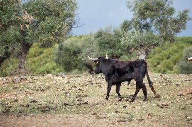 İspanyolca siyah genç boğa paddock. Andalusia, İspanya