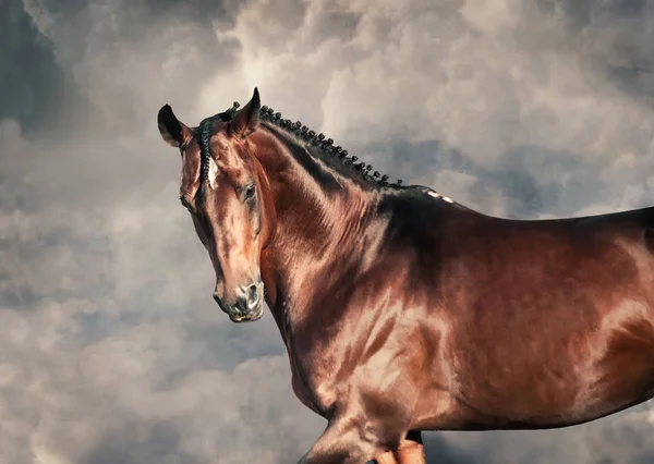 Portrait Beautiful Bay Stallion Agaist Cloudy Background — Stock Photo, Image