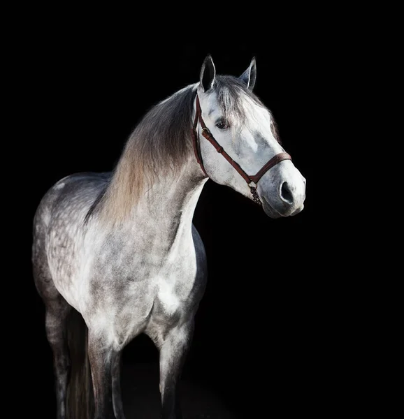 Portretul Unui Armăsar Andaluz Gri Fundal Negru — Fotografie, imagine de stoc