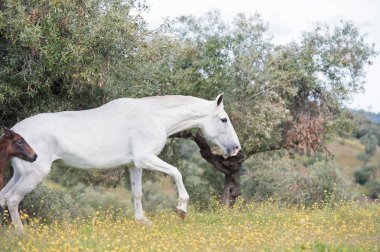 damızlık İspanyol mare onun Tay ile Zeytin bahçesinde yürüyüş. Andalusia. İspanya
