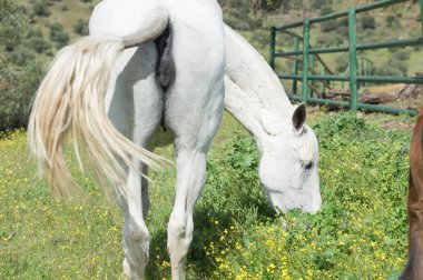 damızlık İspanyol mare onun Tay ile otlatma. Andalusia. İspanya