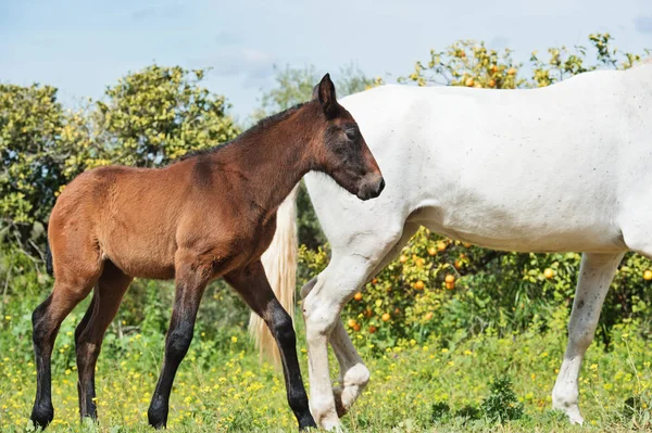 Poulain Espagnol Race Pure Marchant Avec Son Jardin Mandarine Mère — Photo