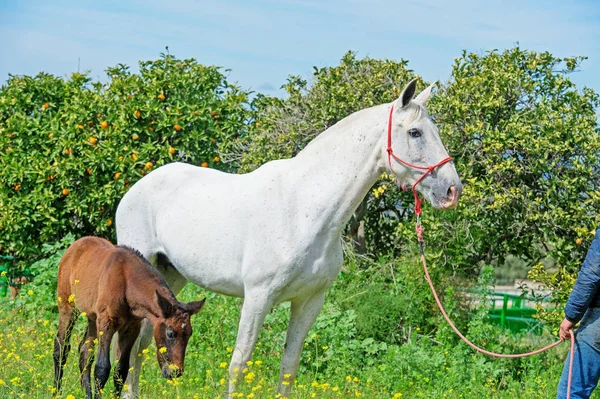 Weiße Spanische Stute Mit Ihrem Fohlen Gegen Mandarinenbaum Posiert Andalusien — Stockfoto