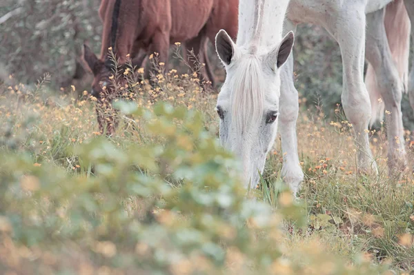 スペイン種馬彼女の馬とオリーブの庭で放牧します アンダルシア スペイン — ストック写真