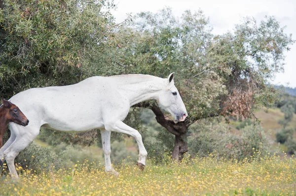 Brood Spanish Mare Walking Olive Garden Her Foal Andalusia Spain — Stock Photo, Image