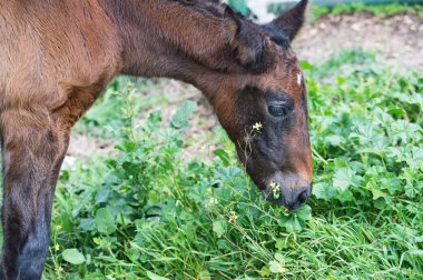 safkan İspanyol tayı Zeytin bahçesinde poz otlatma. Andalusia. İspanya