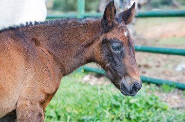 Zeytin bahçesinde poz safkan İspanyol tayı portresi. Andalusia. İspanya