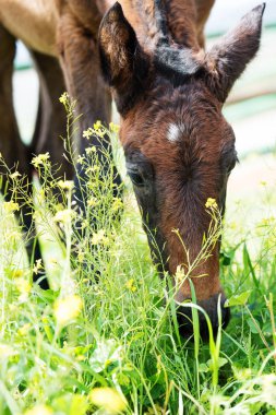 otlatma safkan İspanyol tayı portresi. yakın çekim. Andalusia. İspanya