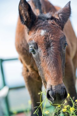 otlatma safkan İspanyol tayı portresi. yakın çekim. Andalusia. İspanya
