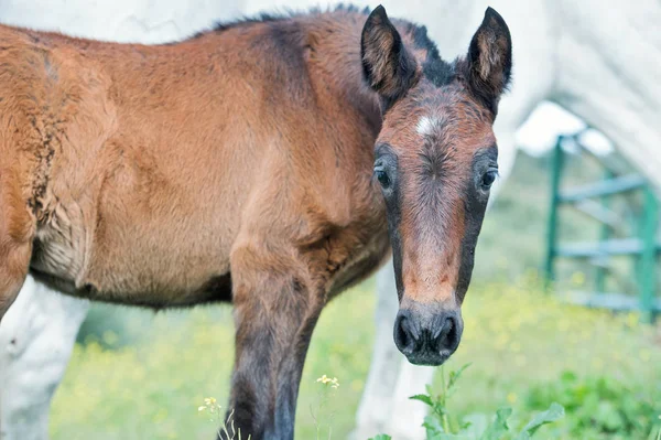 Porträtt Renrasiga Spanska Föl Poserar Oliv Trädgård Andalusien Spanien — Stockfoto