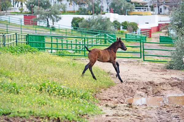 Running Spanish Foal Paddock Andalusia Spain — Stock Photo, Image