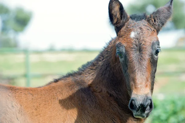 Portrait Purebred Spanish Foal Posing Olive Garden Andalusia Spain — Stock Photo, Image